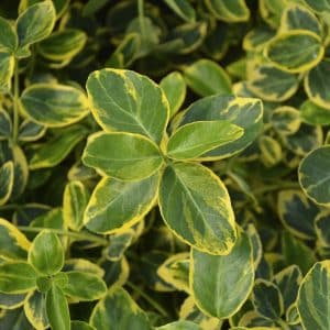 Krypbeinved 'Canadale Gold' | Plante i 2L-potte