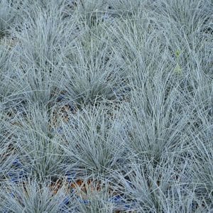 Blåsvingel 'Eisvogel' | Plante i 2L-potte