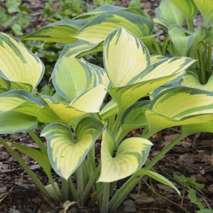 Bladlilje 'June' | Plante i 2L-potte