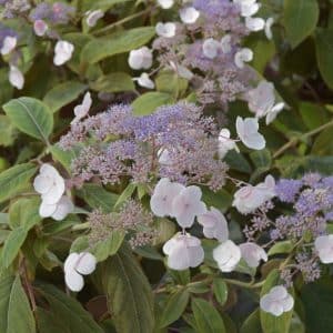 Fløyelshortensia 'Hot Chocolate' | Plante i 2L-potte