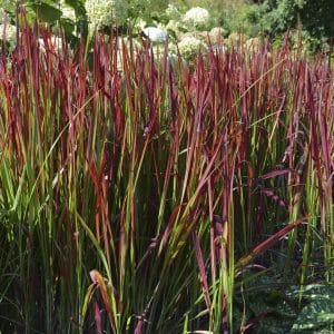 Blodgress 'Red Baron' | Plante i 2L-potte