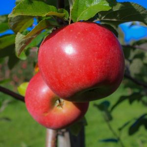 Epletre 'Aroma Fagravoll' | Plante i 10L-potte