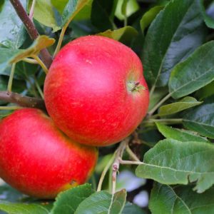 Epletre 'Discovery' | Plante i 10L-potte