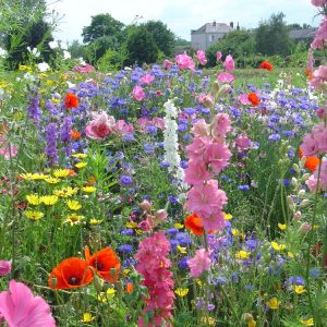 Ett- og flerårig fargemiks | 20 gram | Frøblanding for blomstereng