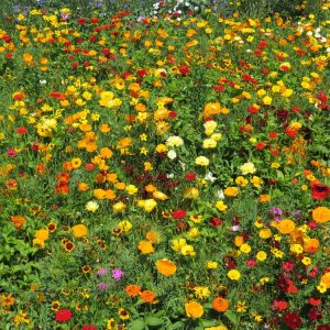 Tusen strålende lys | 20 gram | Frøblanding for blomstereng