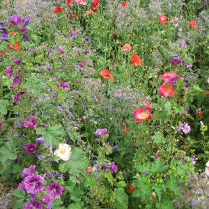 Skyggetollerant blomsterblanding | 200 gram | Frøblanding for blomstereng