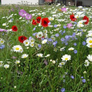 Landlige blomster | 200 gram | Frøblanding for blomstereng