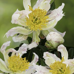 Peon 'Green Halo’ | 1 Barrotstaude