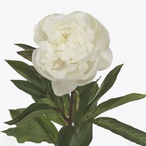 Peon 'Mother's Day' | 1 Barrotstaude