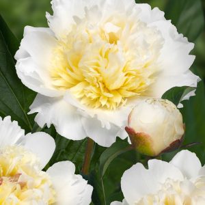 Peon 'Bridal Grace' | 1 Barrotstaude