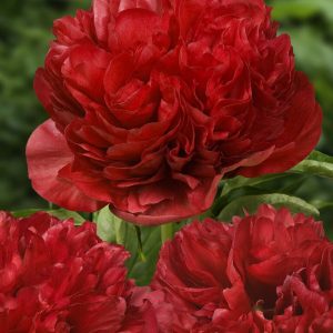 Peon 'Eliza Lundy' | 1 Barrotstaude