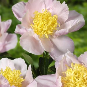 Peon 'Garden Lace' | 1 Barrotstaude