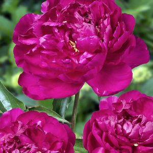 Peon 'London' | 1 Barrotstaude