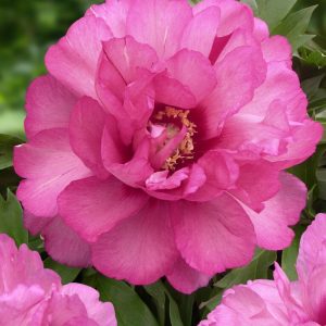 Peon 'Julia Rose' | 1 Barrotstaude