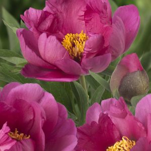 Peon 'Pink Ardour' | 1 Barrotstaude