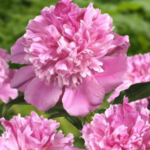 Peon 'Rome' | 1 Barrotstaude