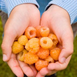 Bringebær 'Varnes' E | Plante i 1,5L-potte