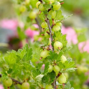 Stikkelsbær 'Gul Hinnomäkii' | Plante i 5L-potte