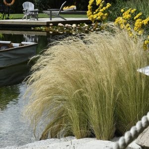 Fjærgress 'Ponytails' | Plante i 2L-potte