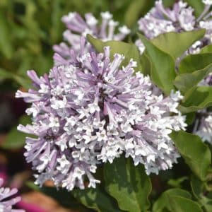 Koreasyrin 'Miss Kim' | Plante i 2L-potte