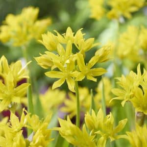 Gulløk | 25 blomsterløk