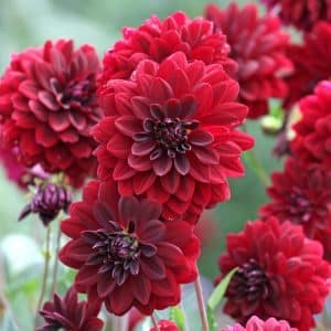 Dahlia 'Arabian Night' | 1 georgineknoll