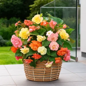 Begonia Pastellmiks | 3 knoller