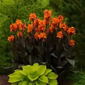 Kanna ‘Panache Black' | 1 blomsterløk