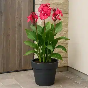 Kanna ‘Shining Pink’ | 1 blomsterløk