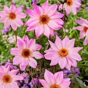 Dahlia 'Bishop of Leicester' | 1 georgineknoll