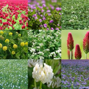 Bievennlig blomstereng | 10 kg storsekk | Ettårig miks