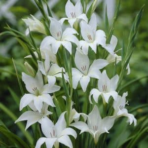 Gladiol 'Colvillei Albus' | 10 knoller