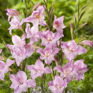 Gladiol 'Lady' | 10 knoller