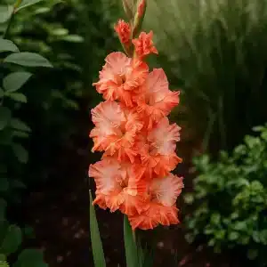 Gladiol 'Crush' | 7 knoller