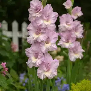 Gladiol 'Princess' | 7 knoller