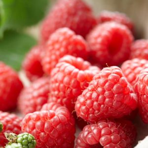 Bringebær 'Glen Ample' | Plante i 1,5L-potte