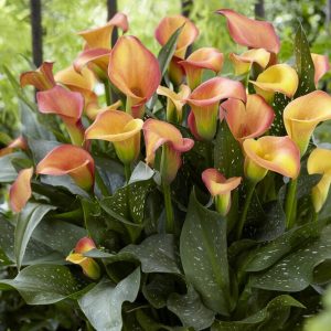 Kala 'Sun' | 1 knoll