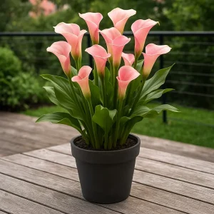 Kala 'Strawberry Blush' | 1 knoll