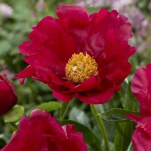 Peon 'America' | 1 Barrotstaude