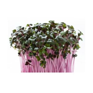 Reddik 'Rød Korall' - Mikrogrønt-frø