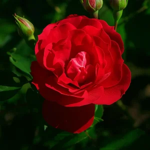 Buskrose 'Adelaide Hoodless' | 1 rose på barrot