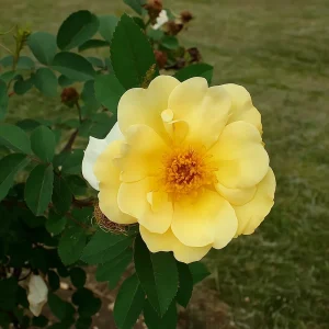 Buskrose 'Aicha' | 1 rose på barrot