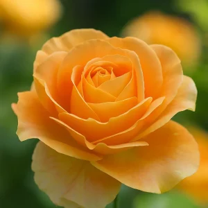 Stilkrose 'Candlelight' | 1 rose på barrot