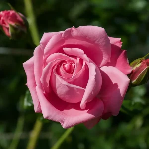 Klatrerose 'Coral Dawn' | 1 rose på barrot