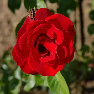 Klatrerose 'Santana' | 1 rose på barrot