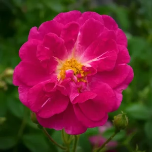 Klatrerose 'Super Excelsa' | 1 rose på barrot