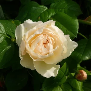 Klatrerose 'Uetersener Klosterrose' | 1 rose på barrot