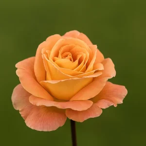 Stilkrose 'Whisky' | 1 rose på barrot