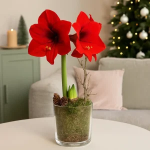 Rød Amaryllis | 1 blomsterløk i glasspotte med pynt.