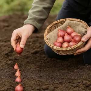 Sjalottløk 'Biztro' | 500 gram setteløk